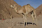 Camelus dromedarius on Sinai.jpg