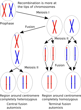 Central fusion and terminal fusion automixis