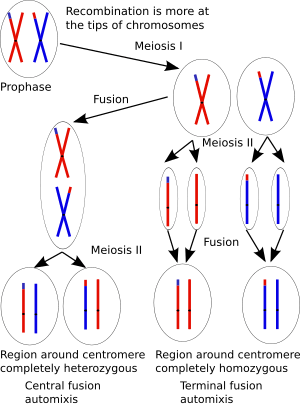 Central fusion and terminal fusion automixis