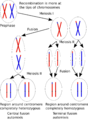 Central fusion and terminal fusion automixis