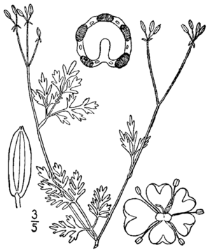 Chaerophyllum procumbens BB-1913