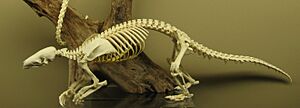 Chinese pangolin skeleton