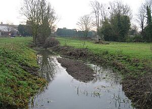 Coe Fen - geograph.org.uk - 648256