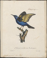 Coereba cyanea - 1825-1834 - Print - Iconographia Zoologica - Special Collections University of Amsterdam - UBA01 IZ19000343