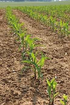 Corn Zea mays Plant Row 2000px