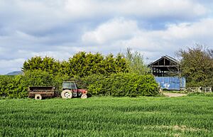 Crop in field with parked tractor - geograph.org.uk - 7157063
