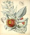 Curtis's Botanical Magazine, Plate 4333 (Volume 73, 1847)