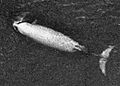 Cuviers beaked whale-swfsc