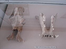 Cypriot pygmy hippopotamus skull and jaw