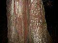 Diospyros pentamera bark royal national park