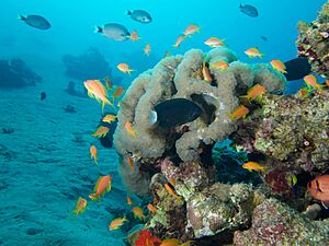 Diving in Aqaba