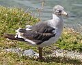 Dolphin Gull - Leucophaeus scoresbii - Immature