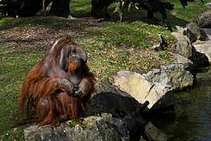 Dublin zoo Orangutang 2011.jpg