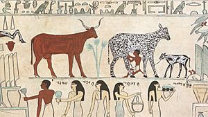 Egyptian Domesticated Animals