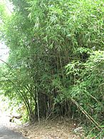 El bambú cerca de la quebrada en Sector Santo Domingo, Perchas 2, San Sebastián, Puerto Rico
