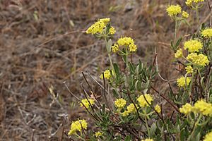 Eriogonum sphaerocephalum 9834.JPG