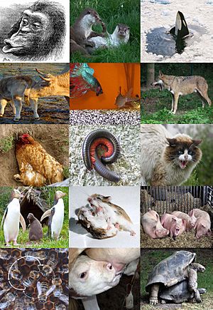 Ethology diversity