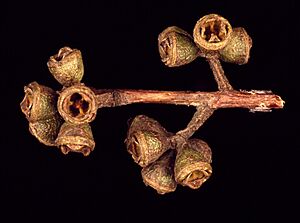 Eucalyptus dorrigoensis buds