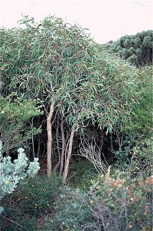 Eucalyptus lateritica.jpg