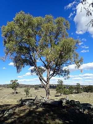 Eucalyptus nova-anglica habit.jpg