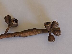 Eucalyptus scoparia fruit