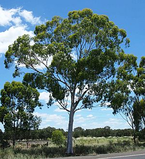 Eucalyptus thozetiana.jpg