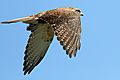 Falco berigora -Phillip Island, Victoria, Australia -flying-8 (1)