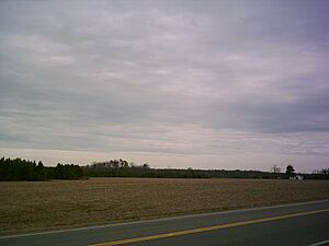 FieldNearLively