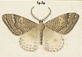 Fig 44 MA I437612 TePapa Plate-XIII-The-butterflies full (cropped)