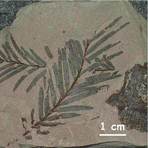 Fossil-leaf Taxodium dubium Tertiary Germany