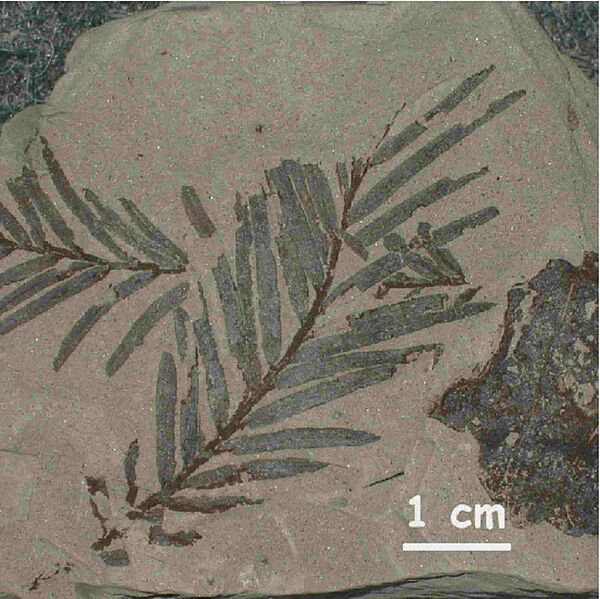 Fossil-leaf Taxodium dubium Tertiary Germany