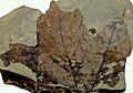 Fossil Platanus leaf