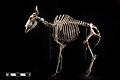 Gnu skeleton at MAV-USP