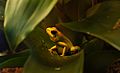 Golden Poison Dart Frog 1 (14412444930)
