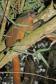 Golden bamboo lemur (Hapalemur aureus) feeding 2