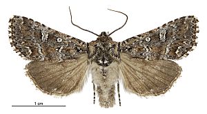 Graphania lithias male.jpg