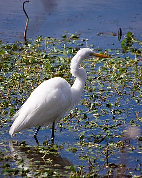 Great Egret Wades in 40 Acre Lake, Brazos Bend State Park.jpg