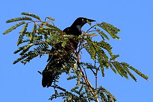 Greater antillean grackle (Quiscalus niger gundlachii).JPG