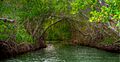 Guanica mangroves (6482328887)