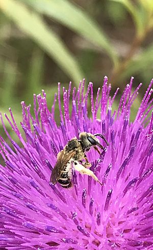Halictus ligatus Ligated furrow bee on thistle blossom California