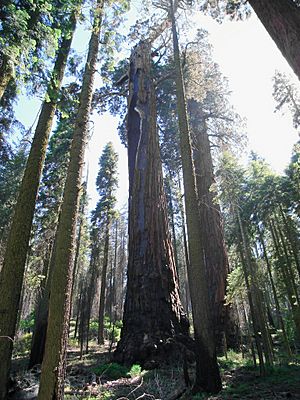 Hazelwood Tree