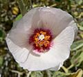 Hibiscus denudatus flower 3