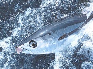 Hooked albacore tuna