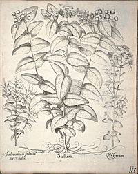 Hortus Eystettensis, 1640 (BHL 45339 265) - Classis Aestiva 113