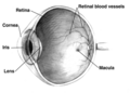 Human eye cross-sectional view grayscale