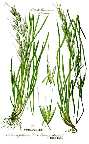 Illustration Avenula pubescens0 clean.jpg