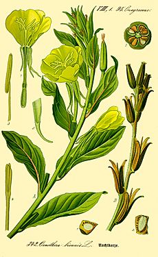 Illustration Oenothera biennis0