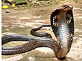 Indian spectacled cobra - Flickr - Scorius