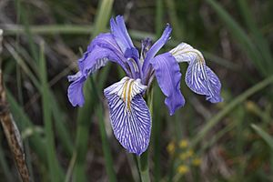 Iris missouriensis 9425