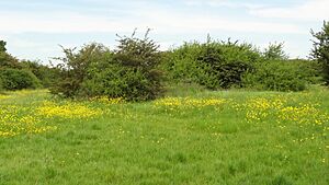 Islip Manor Meadows 2